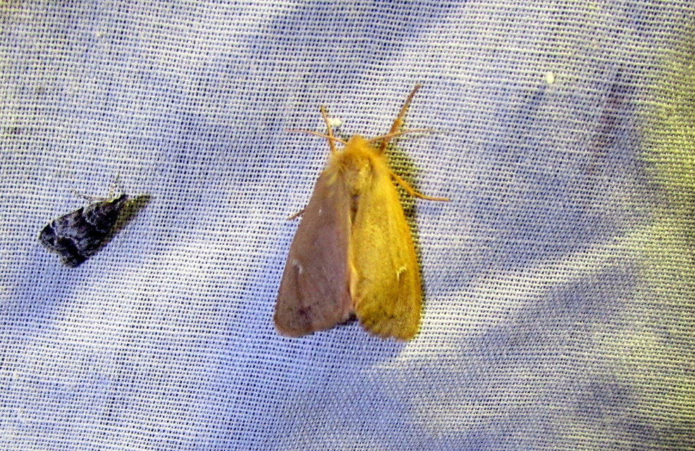 Ocneria rubea - rőt gyapjaslepke