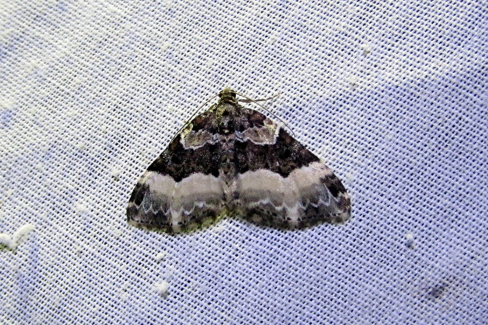 Euphyia unangulata - fogassávú tarkaaraszoló