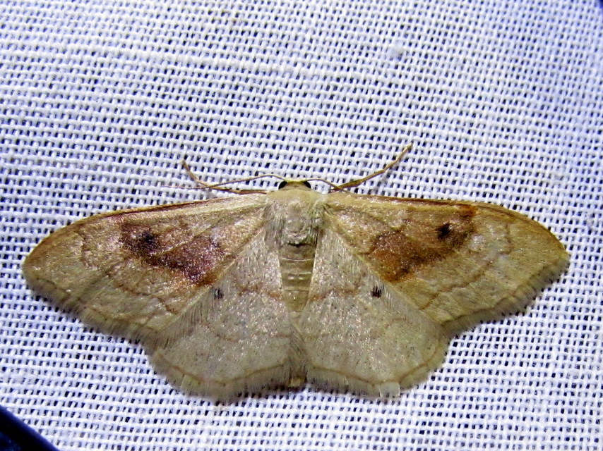 Idaea rubraria - vörössávos araszoló