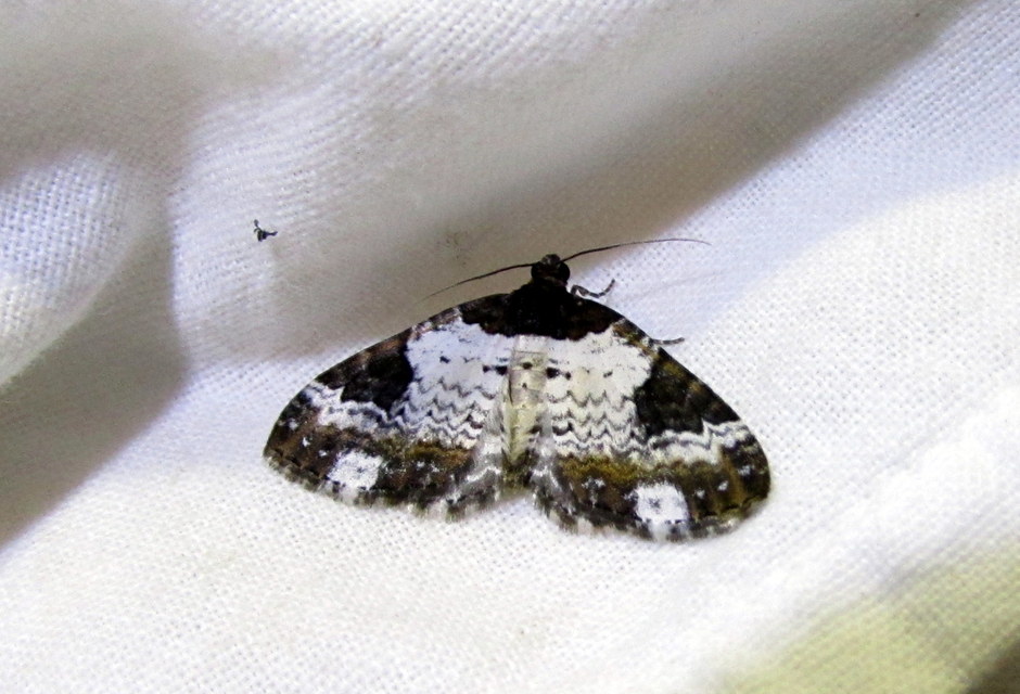 Melanthia procellata - hullámos tarkaaraszoló