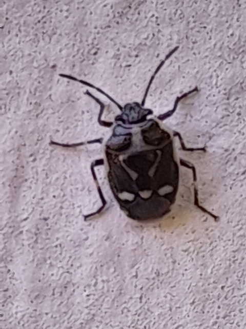 Eurydema oleracea - paréjpoloska Eurydema oleracea - paréjpoloska