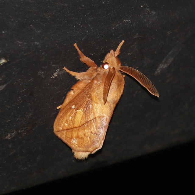 Euthrix potatoria - szomjas pohók