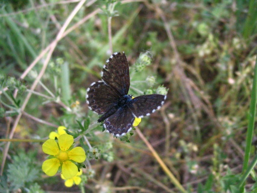 Scolitantides orion - szemes boglárka