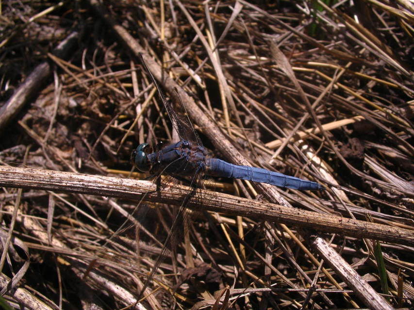 Orthetrum coerulescens - karcsú pásztorszitakötő