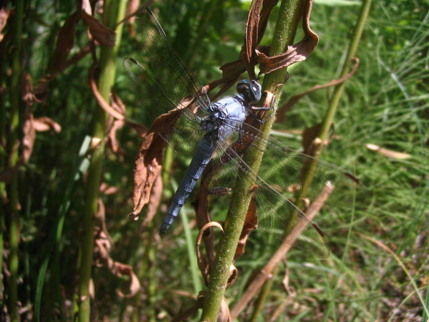 Orthetrum brunneum - pataki pásztorszitakötő