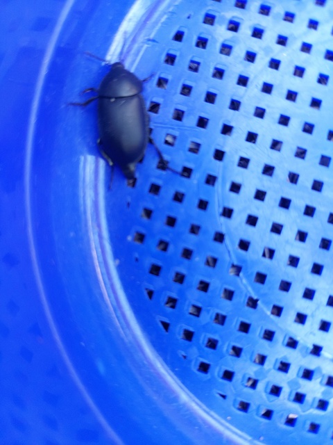Ablattaria laevigata - sima csigarabló