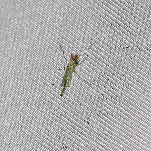 Chironominae