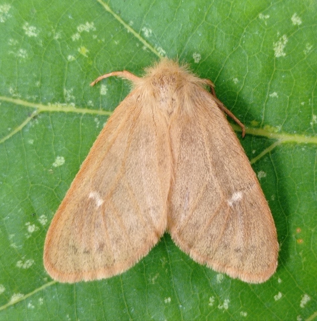 Ocneria rubea - rőt gyapjaslepke