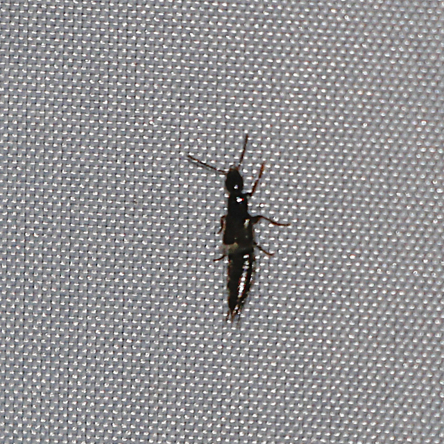 Philonthus