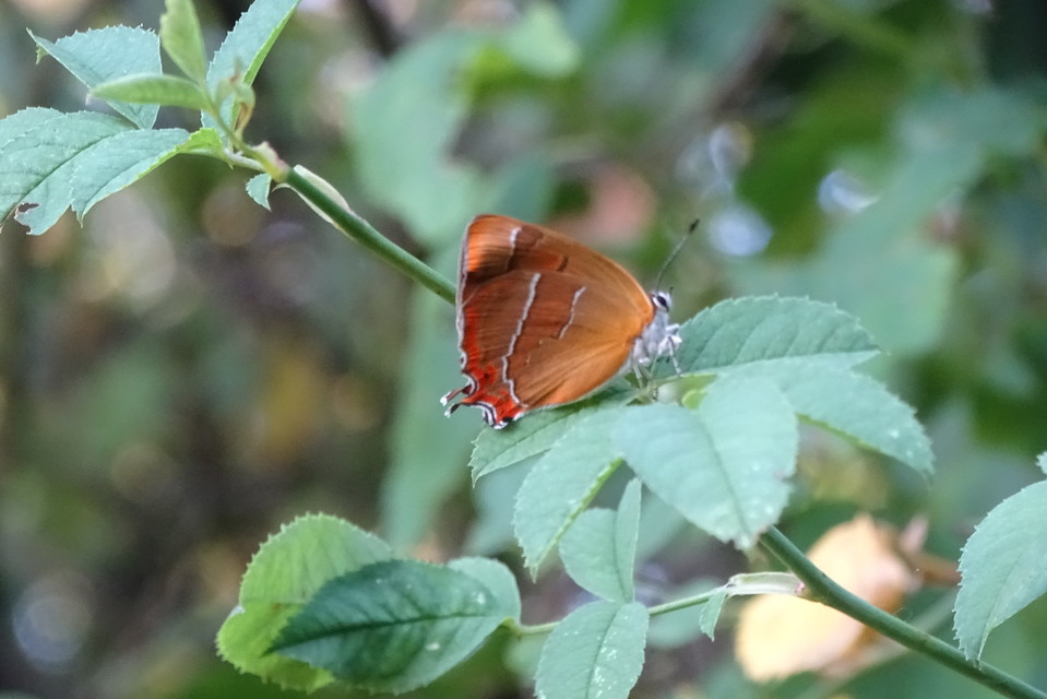 Thecla betulae - nyírfalepke