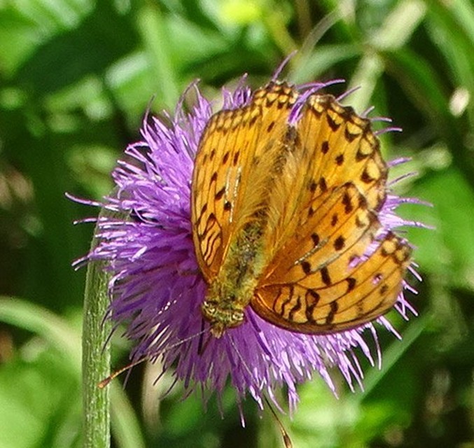 Argynnis adippe - ezüstös gyöngyházlepke