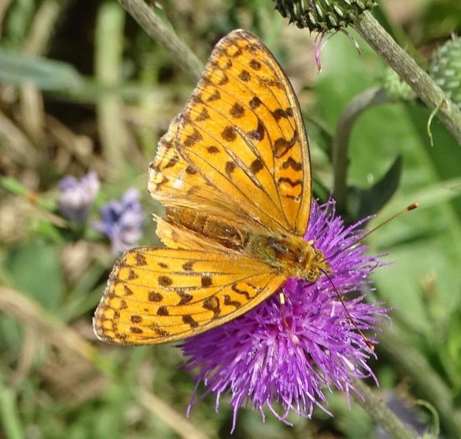 Argynnis adippe - ezüstös gyöngyházlepke