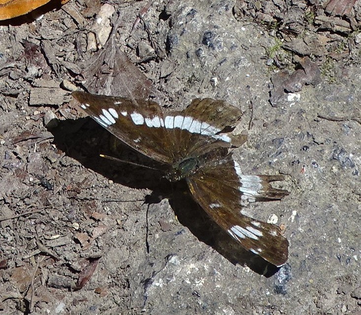 Limenitis camilla - kis lonclepke