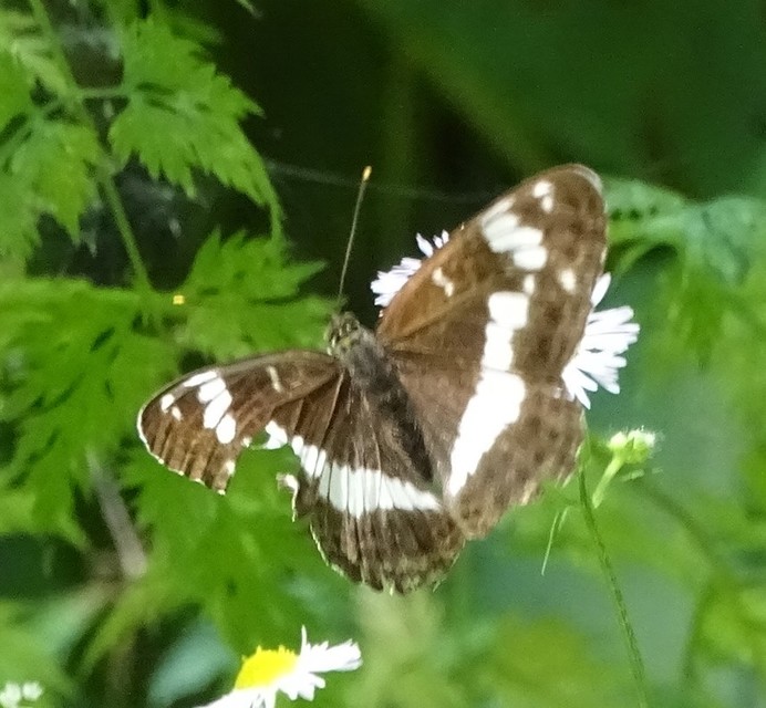 Limenitis camilla - kis lonclepke