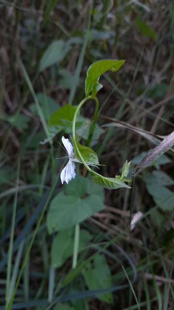 Pterophorus pentadactyla - fehér tollasmoly