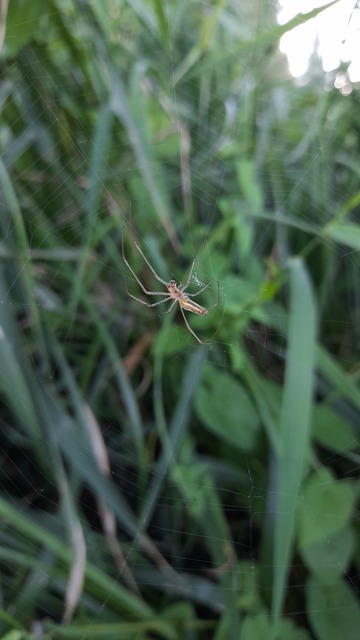 Tetragnatha