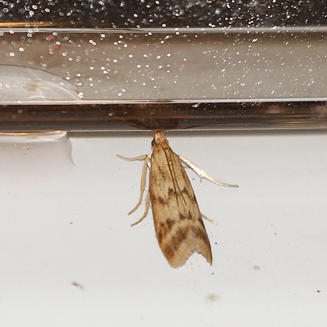 Homoeosoma sinuella - agyagsárga karcsúmoly