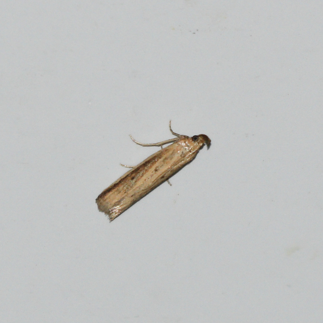 Hypsotropa unipunctella - sztyeppréti karcsúmoly