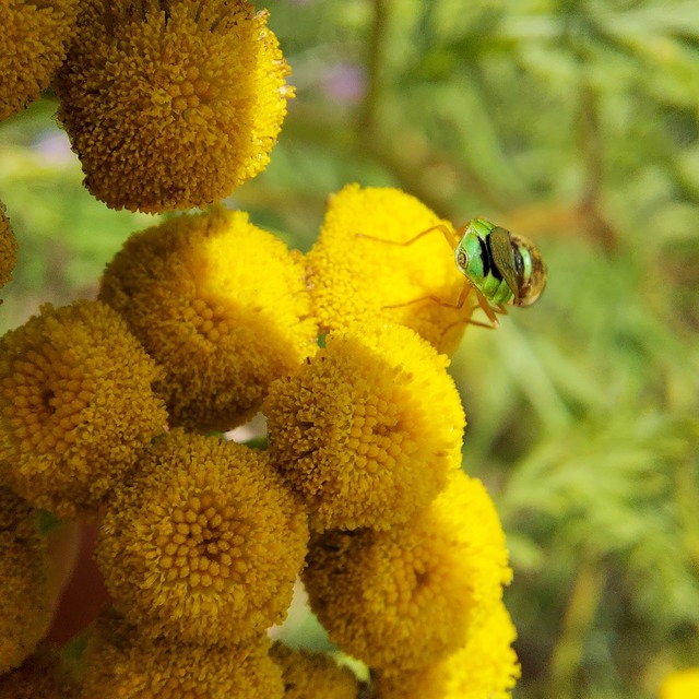 Odontomyia