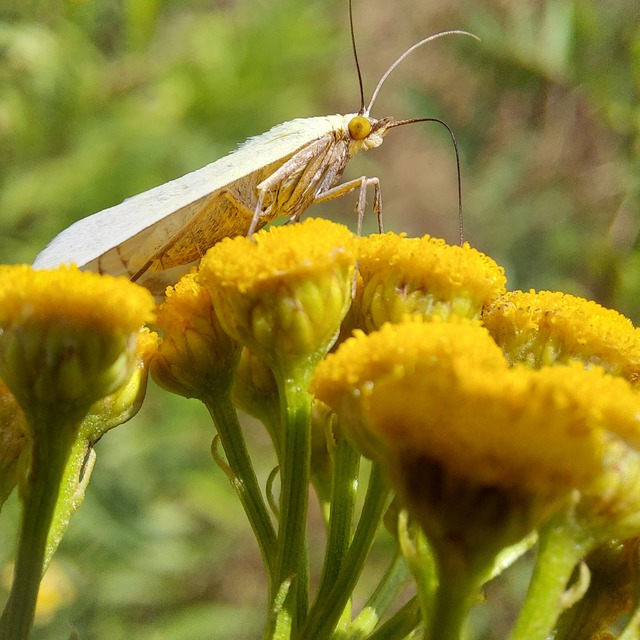 Sitochroa palealis - kénszárnyú dudvamoly