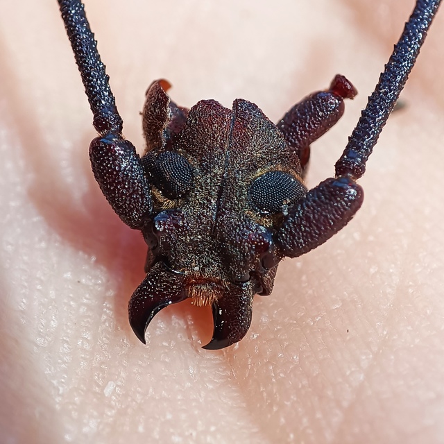 Aegosoma scabricorne - diófacincér