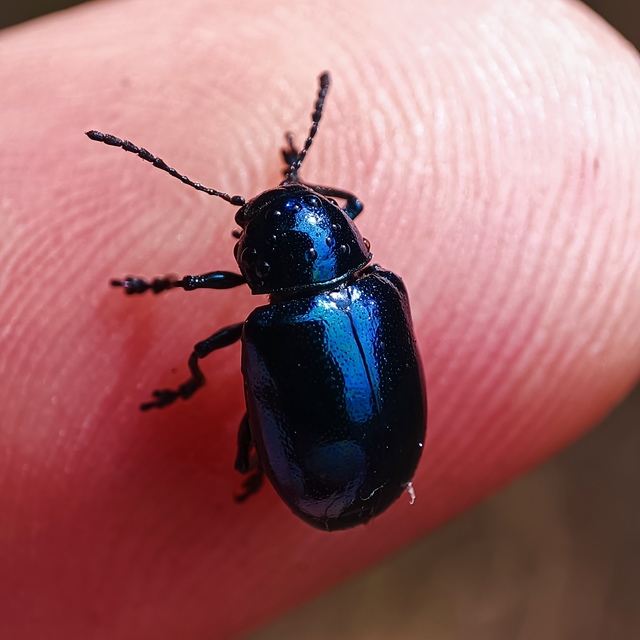 Chrysochus asclepiadeus - tündöklő méreggyiloklevelész