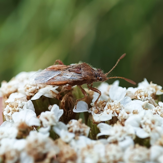 Rhopalus parumpunctatus - közönséges üvegszárnyú-poloska