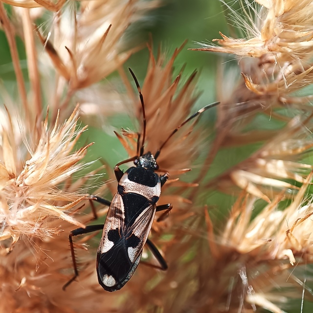 Raglius confusus