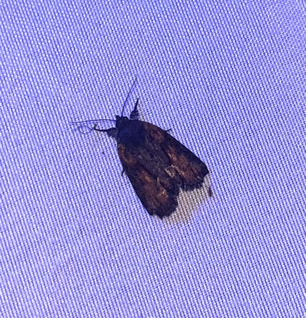 Bryophila raptricula/felina