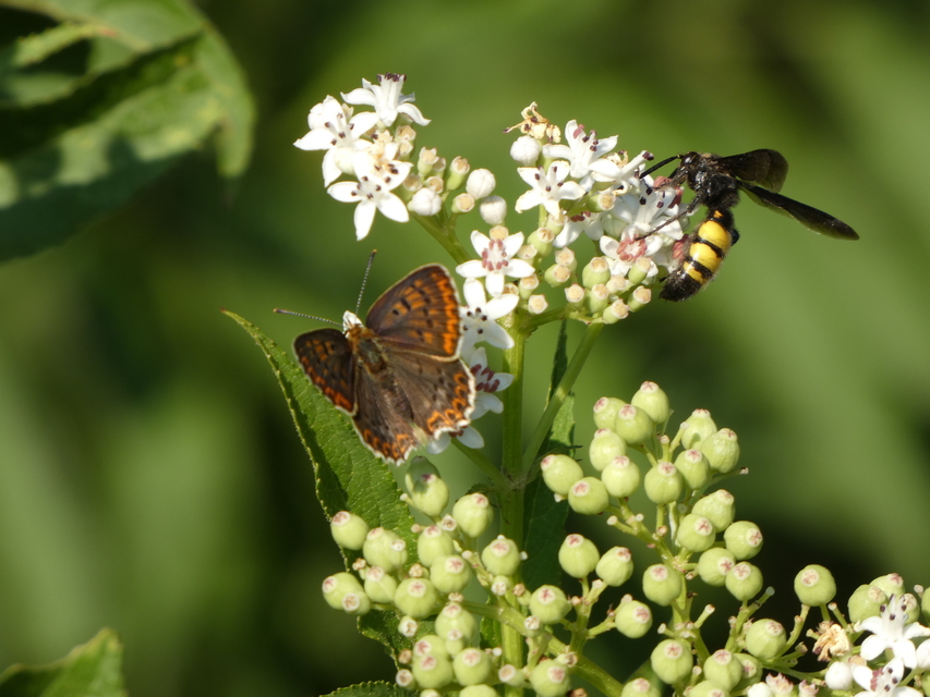 Scolia fusciformis - mediterrán tőrösdarázs