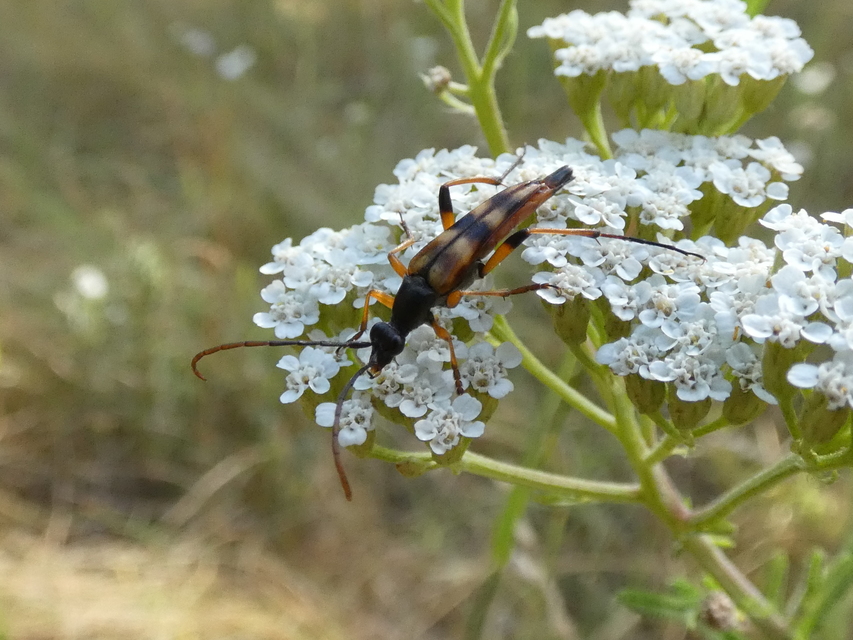 Strangalia attenuata - nyurgacincér