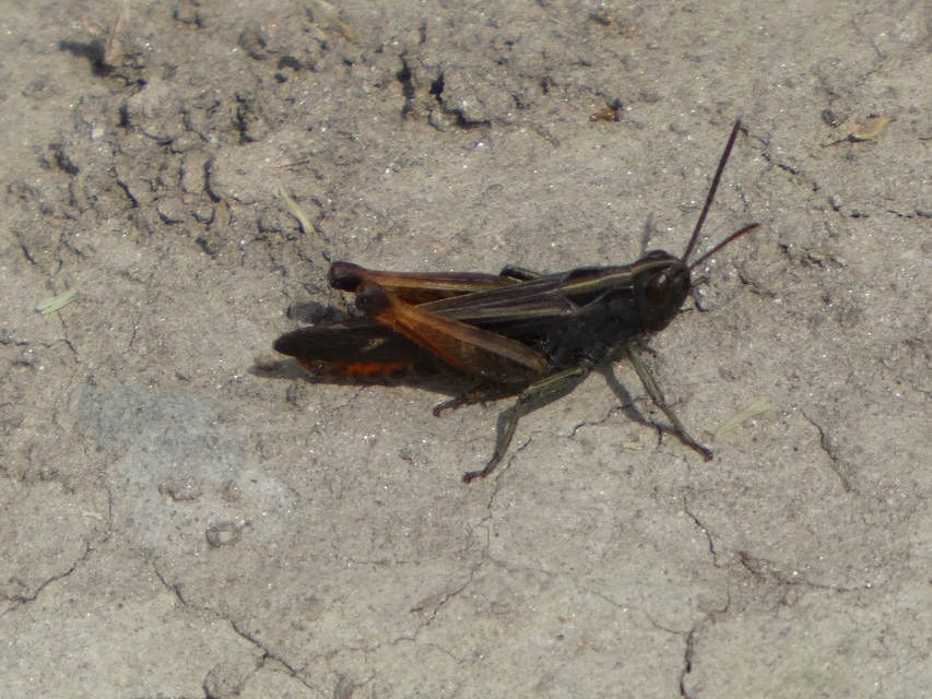 Omocestus rufipes - vöröshasú tarlósáska