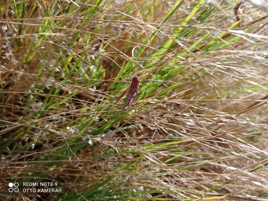Pseudochorthippus parallelus - közönséges rétisáska