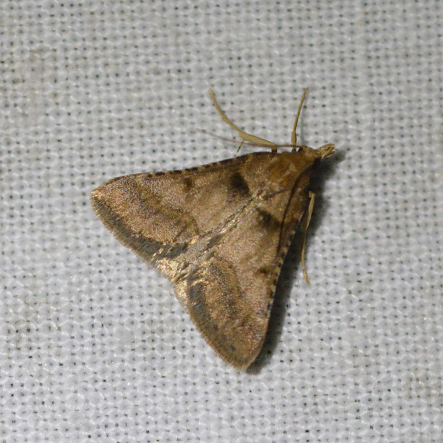 Stemmatophora brunnealis - barna fényilonca