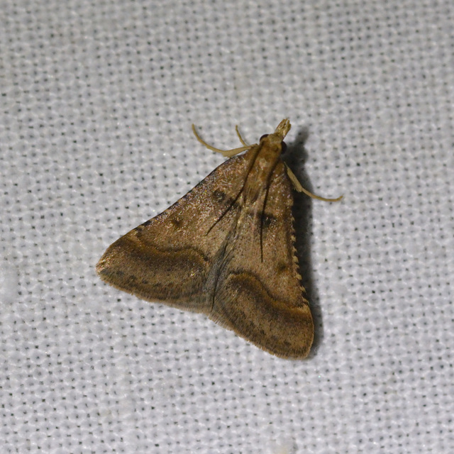 Stemmatophora brunnealis - barna fényilonca