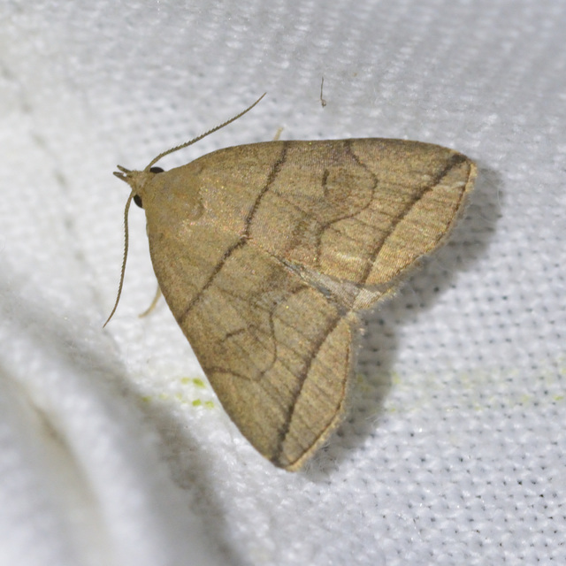 Herminia grisealis - ligeti karcsúbagoly
