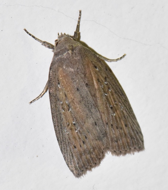Chilodes maritima - négyfoltos nádibagoly