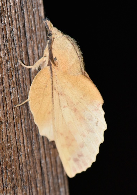 Gastropacha populifolia - sárga pohók