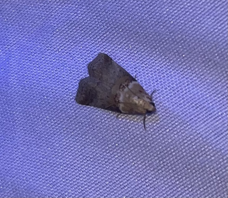 Acrobasis tumidana - bordás karcsúmoly