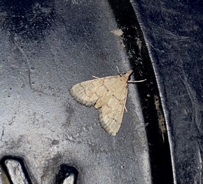 Metasia ophialis - kígyósávos tűzmoly