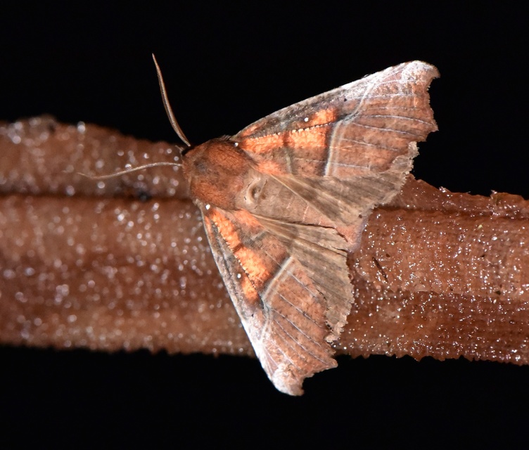 Scoliopteryx libatrix - vörös csipkésbagoly