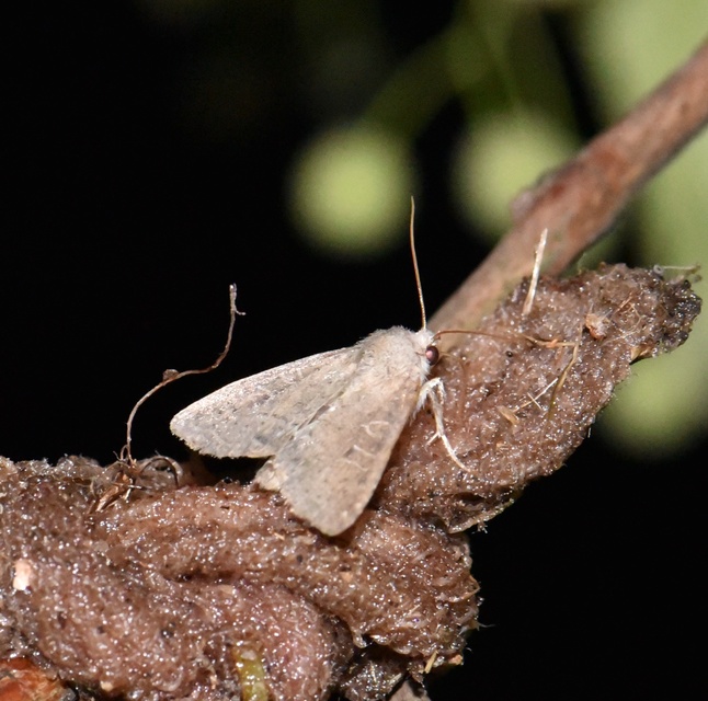 Parastichtis suspecta - sötét erdeibagoly Parastichtis suspecta - sötét erdeibagoly