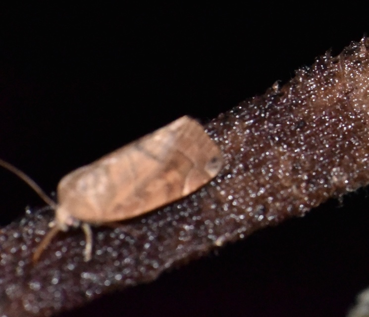 Cosmia affinis - barna lombbagoly