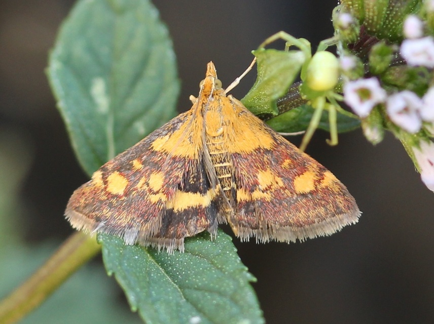Pyrausta aurata - aranyló bíbormoly