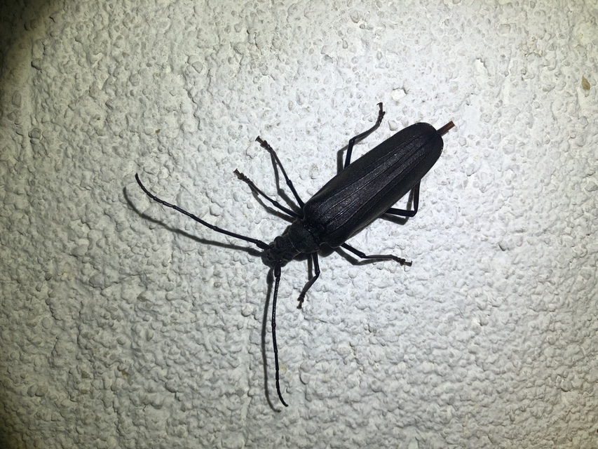 Aegosoma scabricorne - diófacincér