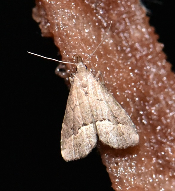 Schrankia taenialis - lomberdei karcsúbagoly