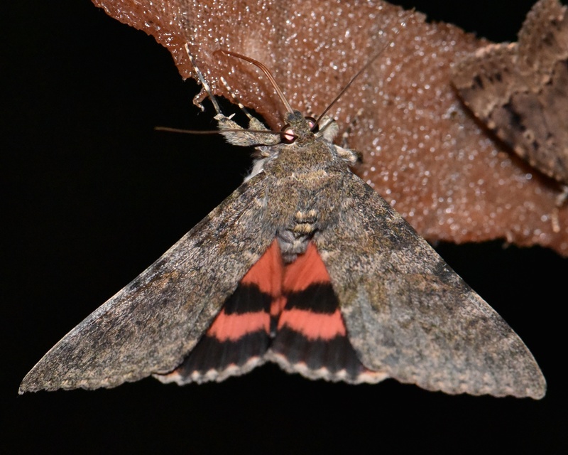 Catocala elocata - közönséges övesbagoly