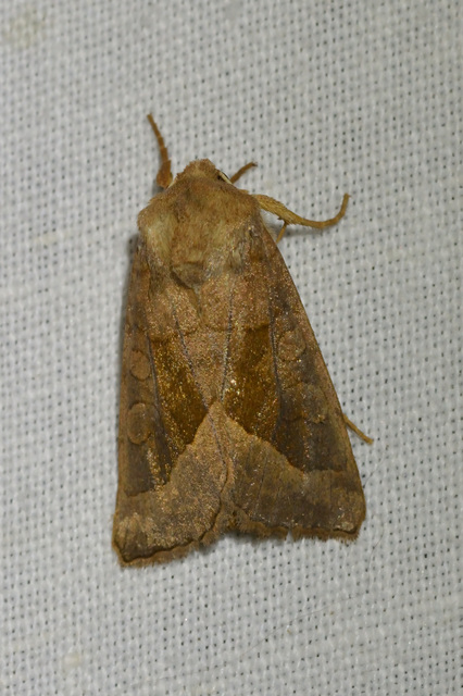 Hydraecia micacea - csillogó acsalapubagoly
