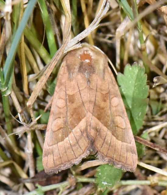 Hydraecia micacea - csillogó acsalapubagoly