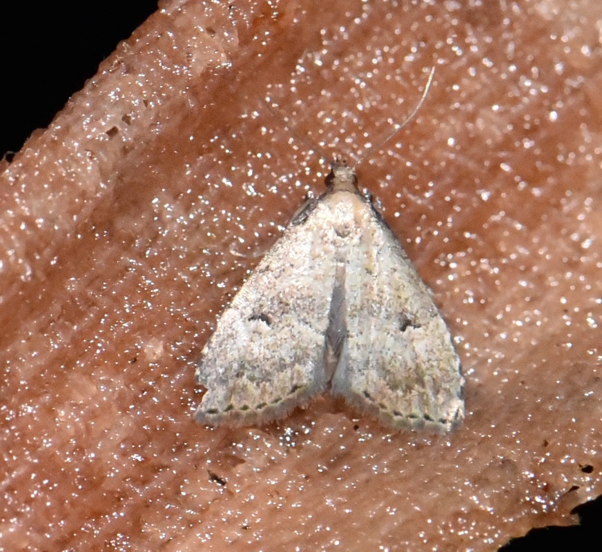 Hypenodes pannonica - pannon karcsúbagoly